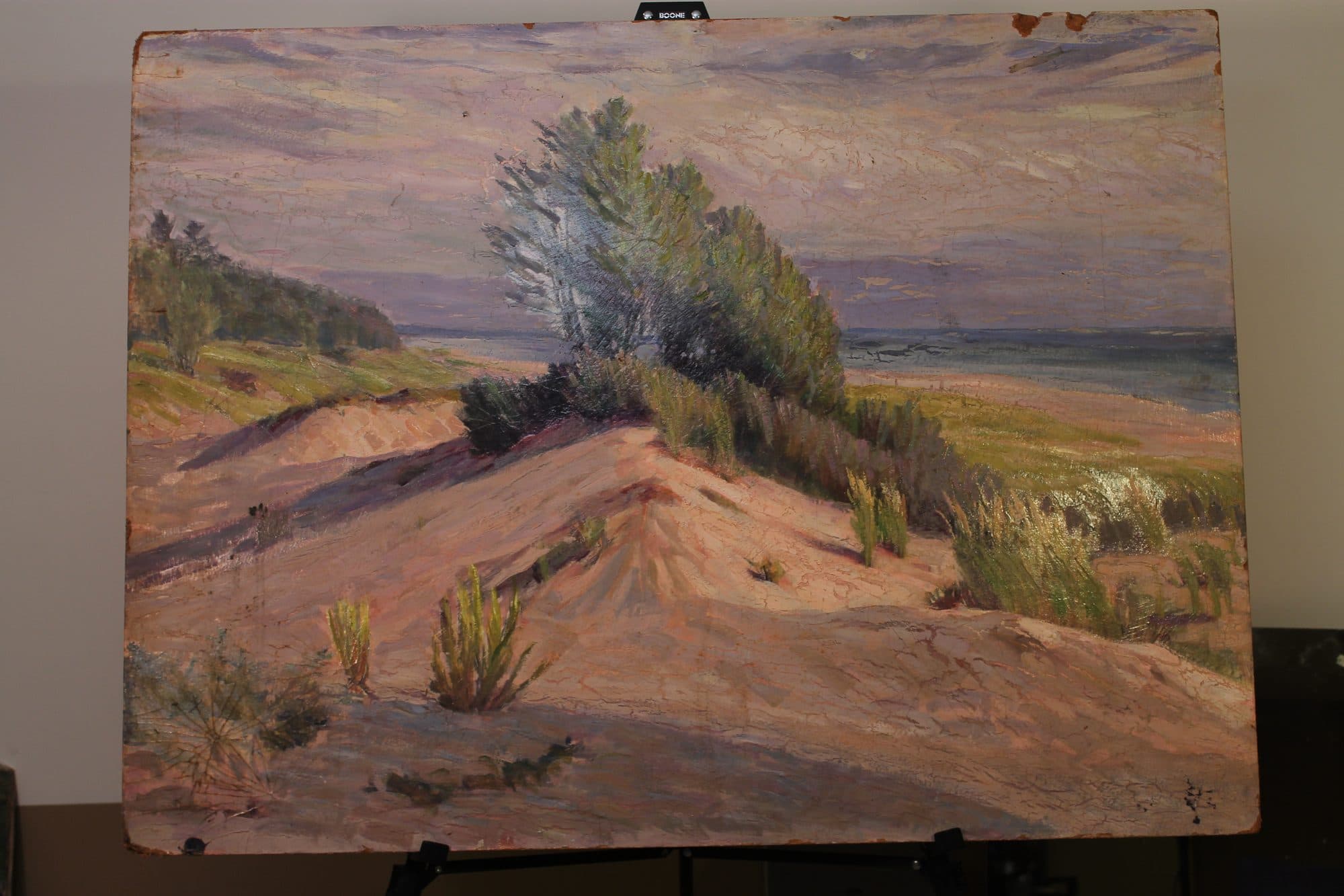 Windswept Tree On Coastal Dune — detail