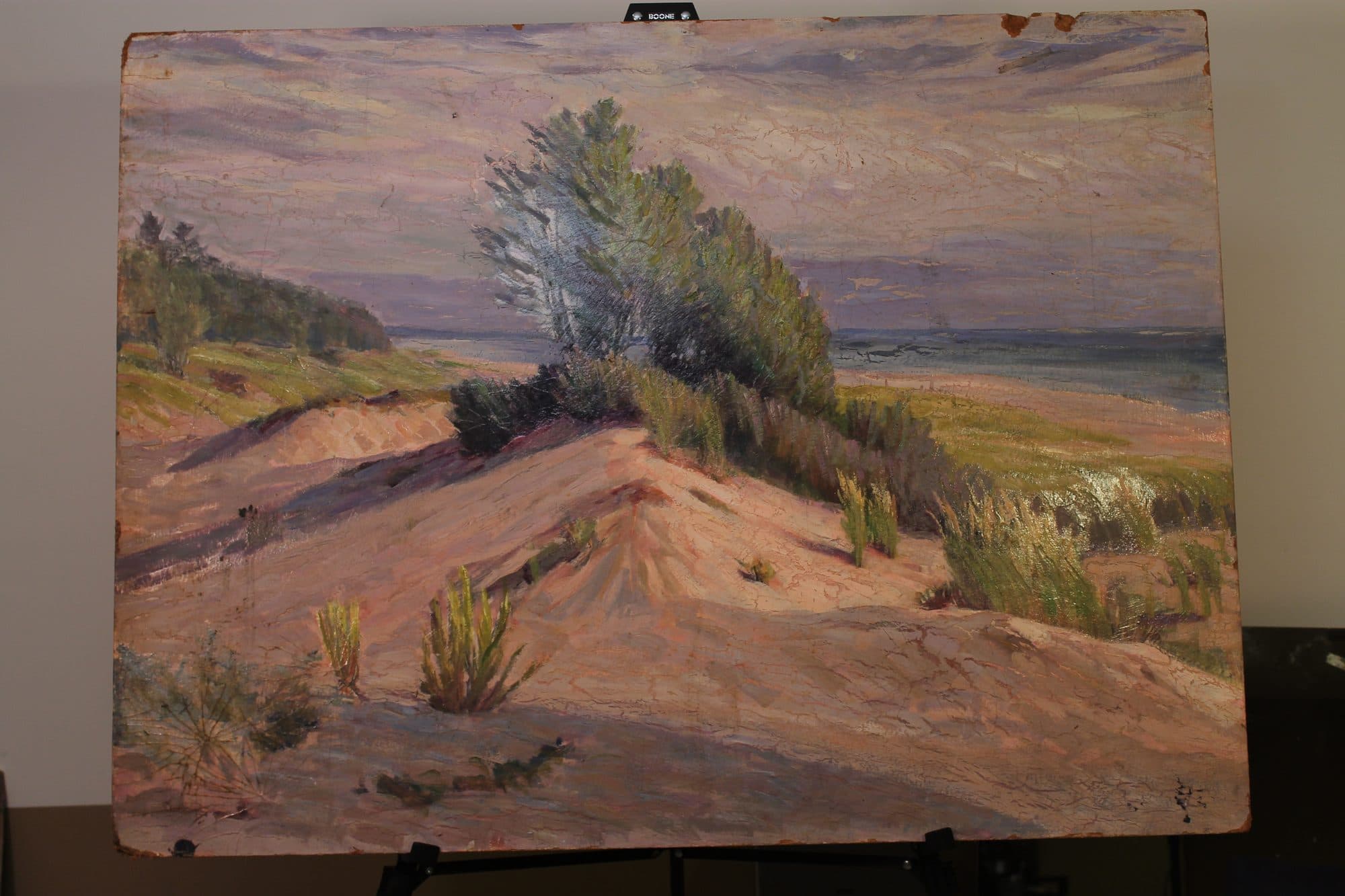 Windswept Tree On Coastal Dune — detail