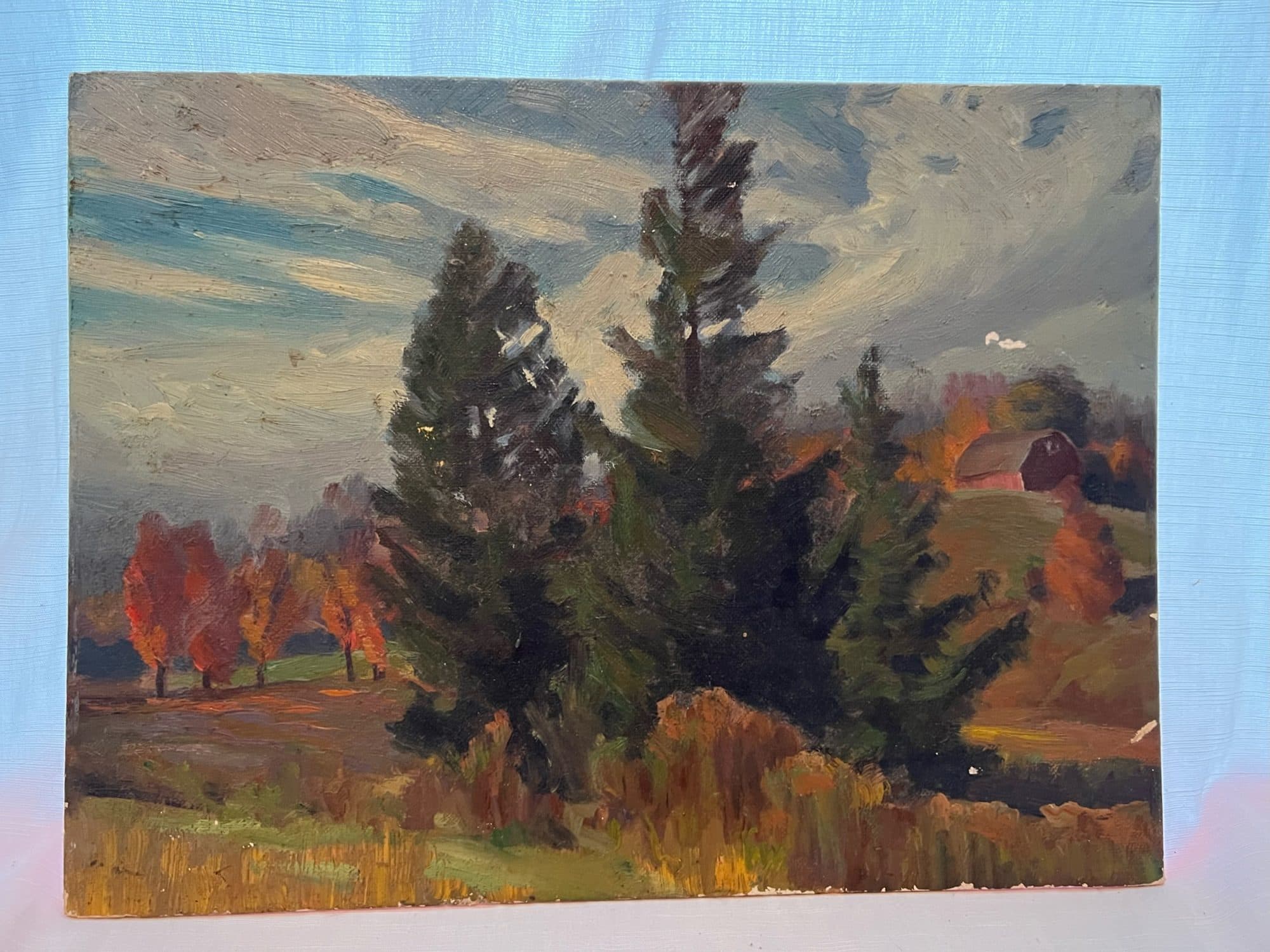 Evergreens With Autumn Backdrop