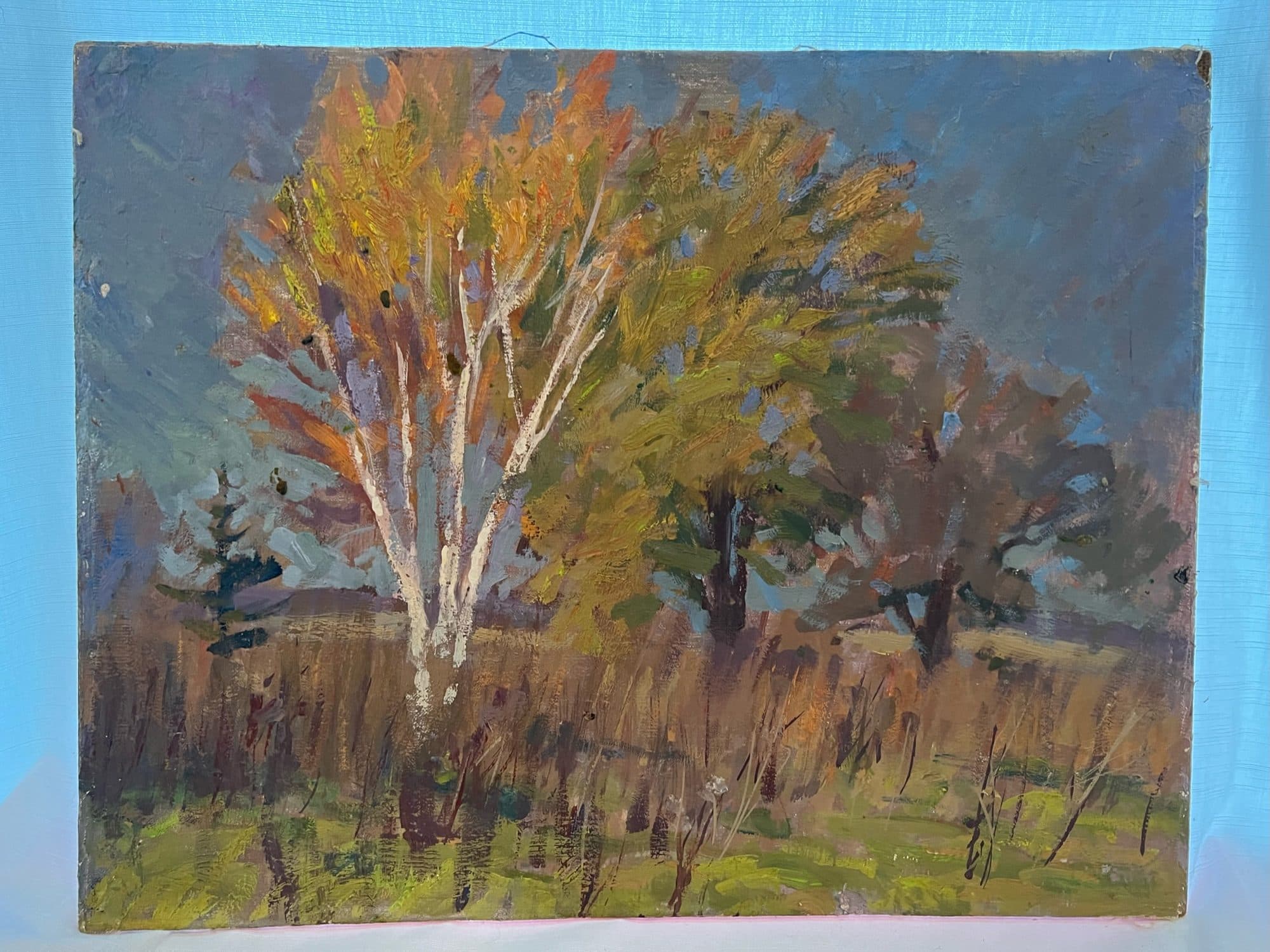 White Birch And Golden Maple