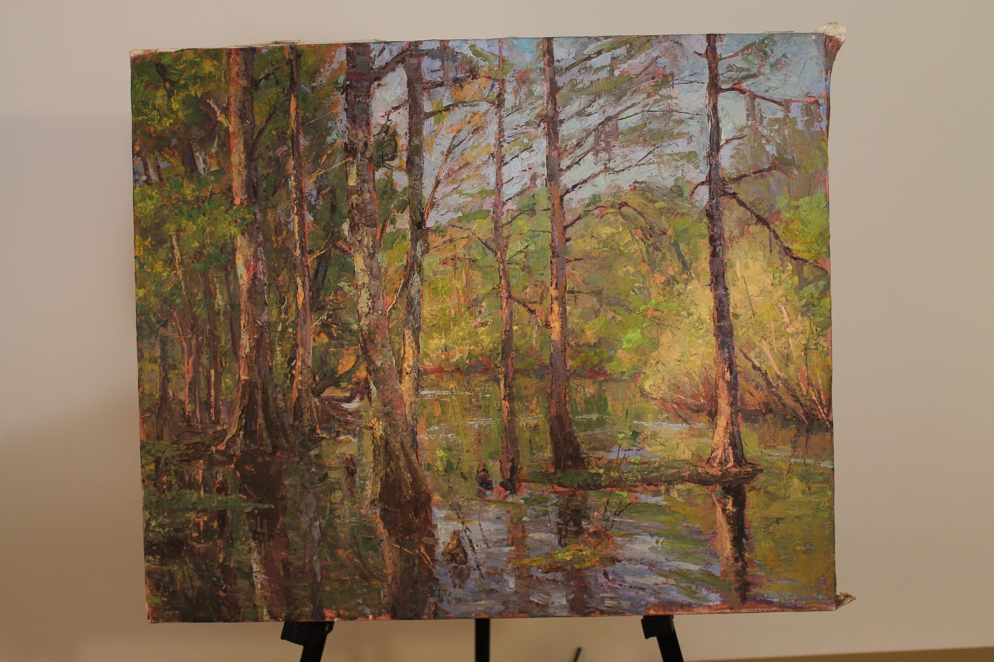 Cypress Trees In Spring Swamp