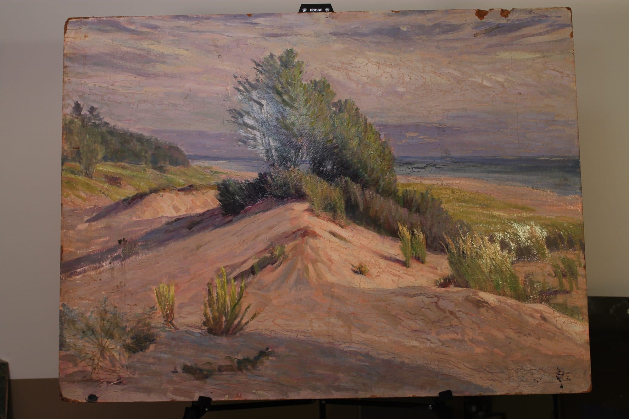 Windswept Tree On Coastal Dune