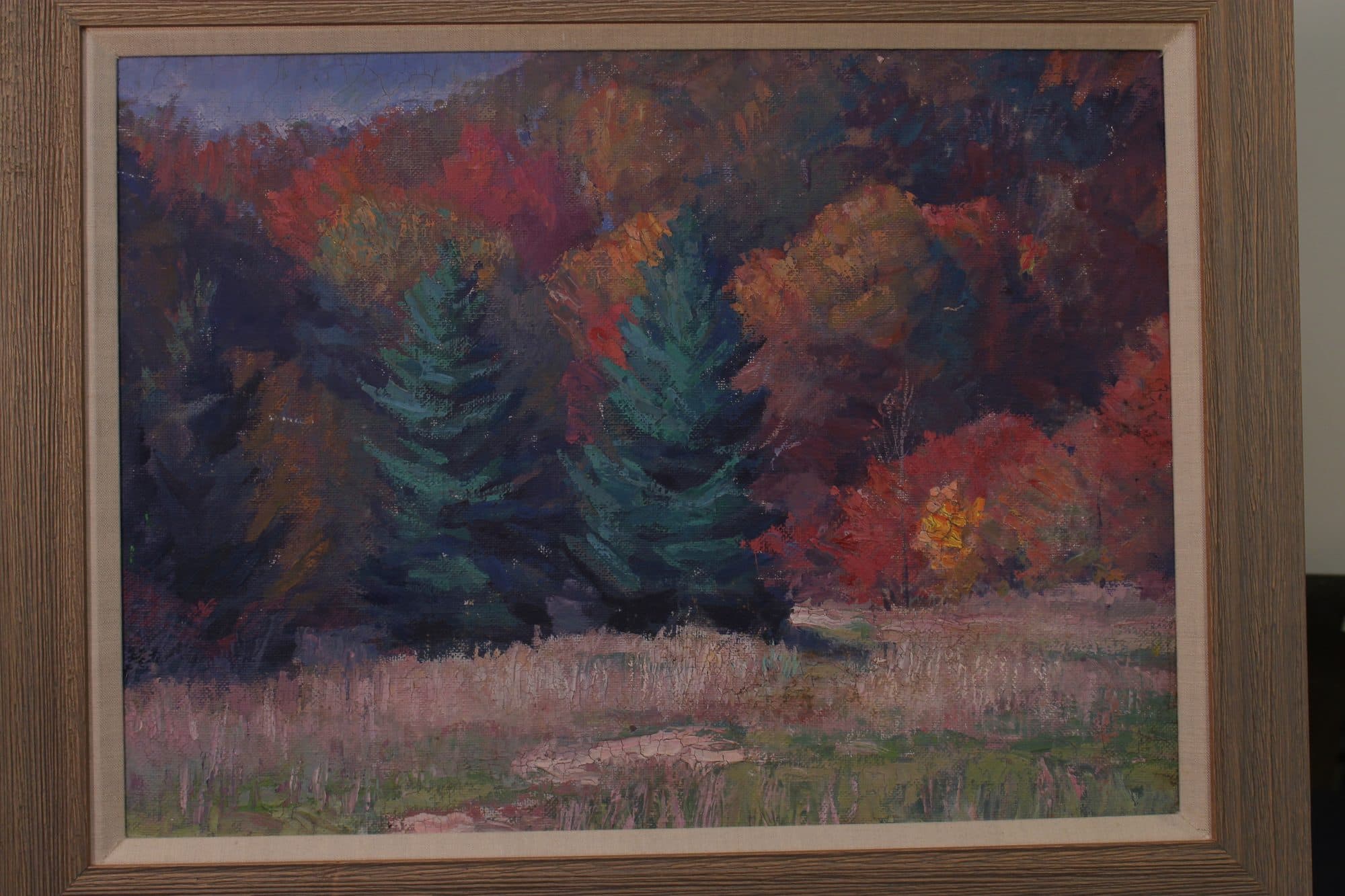 Pines Amid Autumn Foliage